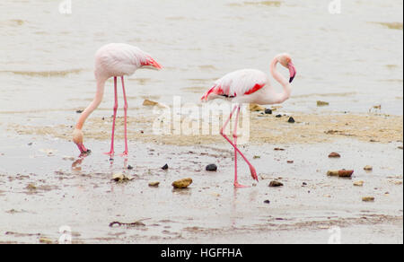 Deux flamands roses au pâturage à bord du lac salé de Larnaca à l'île de Chypre Banque D'Images