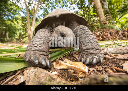 Tortue géante Aldabra (Aldabrachelys gigantea) sur l'île de Curiouse aux Seychelles. Banque D'Images