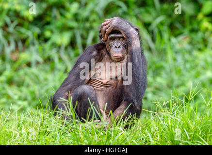 Mâle adulte de Bonobo sur le fond naturel vert dans l'habitat naturel. Le Bonobo (pan paniscus), chimpanzé pygmée. Banque D'Images