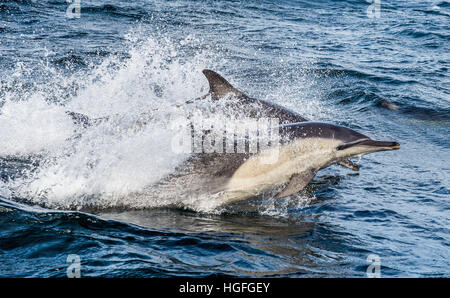 Les dauphins, nager dans l'océan et le saut de l'eau. Le dauphin commun à long bec (Delphinus capensis Banque D'Images