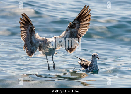 Battant Varech juvénile (Larus dominicanus), également connu sous le nom de la République dominicaine et gull mouette de varech noir soutenu. Fond de l'eau de l'océan bleu naturel. Banque D'Images