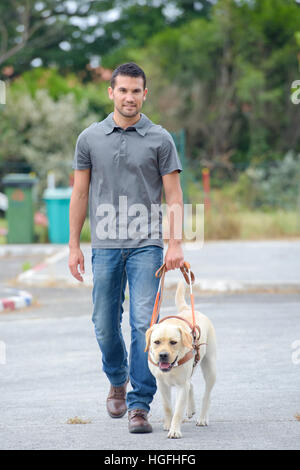 Man Walking labrador Banque D'Images