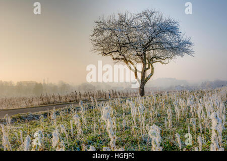 Seul un arbre dans un paysage d'hiver brumeux vu en Bavière, Allemagne Banque D'Images