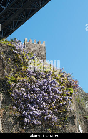 Porto, Portugal, Europe : Fleurs de glycine et la vue des murs de D. Fernando, ou mur de Fernandina, un château médiéval dans la paroisse de Cedofeita Banque D'Images