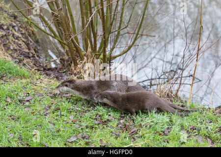 Otter Mère et jeune Cub. En hiver. Lutra lutra. Banque D'Images