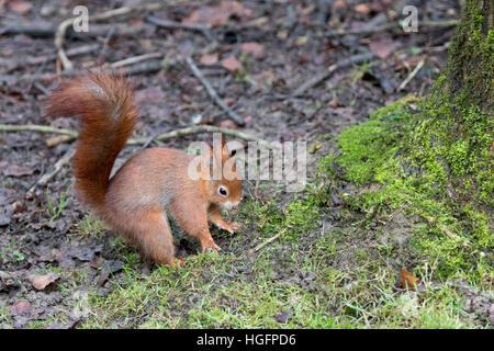 L'Écureuil roux (Sciurus vulgaris) sur le terrain de l'alimentation Cacher Banque D'Images