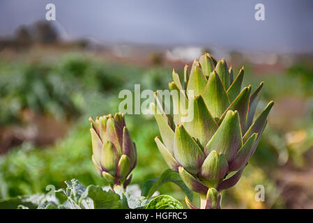 De plus en plus gros plan d'une fleur dans un champ d'artichauts vert Banque D'Images