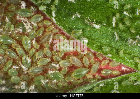 Serre puceron, Aulacorthum solani, colonie sur le bouton floral d'une plante d'hibiscus Banque D'Images