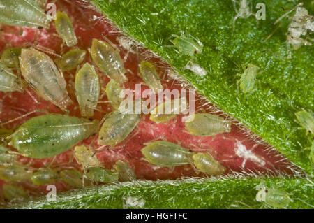 Serre puceron, Aulacorthum solani, colonie sur le bouton floral d'une plante d'hibiscus Banque D'Images