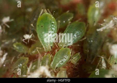 Serre puceron, Aulacorthum solani, sur le bouton floral d'une plante d'hibiscus Banque D'Images