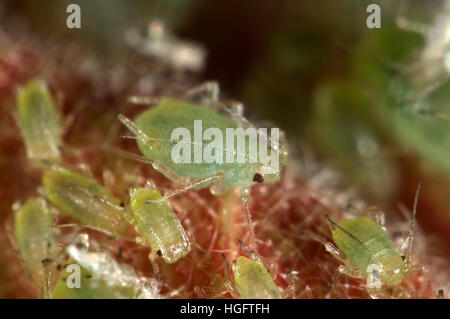 Serre puceron, Aulacorthum solani, sur le bouton floral d'une plante d'hibiscus Banque D'Images