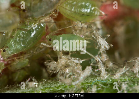 Serre puceron, Aulacorthum solani et jette la peau de la mue sur le bouton floral d'une plante d'hibiscus Banque D'Images