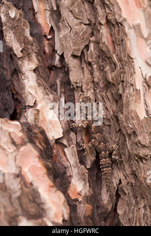 Kotschy Cyrtopodion kotschyi du gecko (camouflés) sur un tronc d'arbre photographié en Israël en décembre Banque D'Images