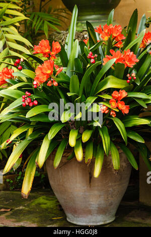 Clivia miniata dans un pot Banque D'Images