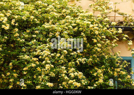 Rosa banksiae 'Lutea' sur un mur d'escalade Banque D'Images