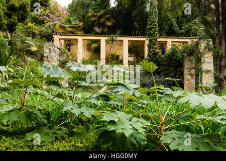 France, Alpes-Maritimes, Menton, jardin Serre de la Madone : l'ancienne serre restaurée dont les fenêtres ont été supprimés avec Tetrapanax en face. Banque D'Images