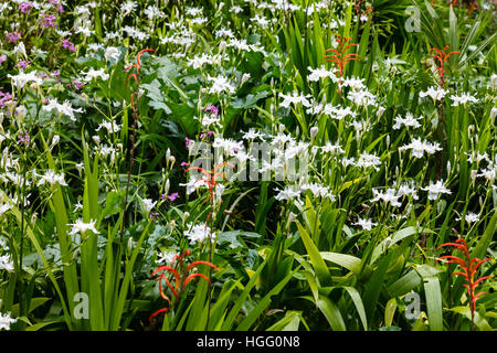 Iris japonica et Chasmanthe Banque D'Images
