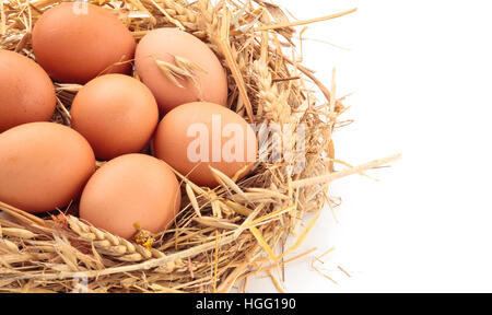 Les oeufs de poule au nid de paille. Banque D'Images