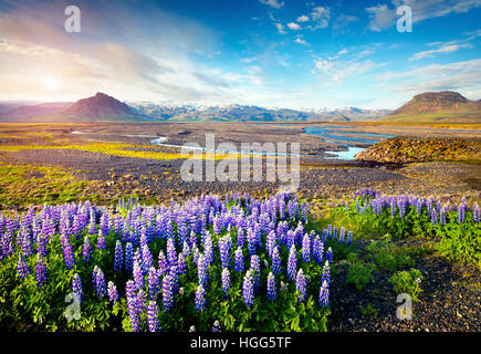 Paysage islandais typique avec domaine de lupin en fleurs fleurs dans le matin d'été ensoleillé.juin dans la côte sud de l'Islande Banque D'Images