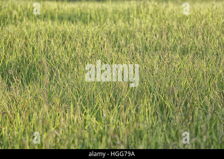 Plant de riz près de temps de récolte et la lumière du soleil du soir,les terres agricoles de la Thaïlande. Banque D'Images