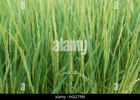 Plant de riz près de temps de récolte et la lumière du soleil du soir,les terres agricoles de la Thaïlande. Banque D'Images