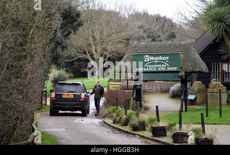 Grippe aviaire provoque un certain nombre de décès à swan 'Abbotsbury Swannery' dans le Dorset, UK Banque D'Images