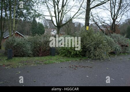 Ascot, Berkshire, Royaume-Uni. 9 janvier, 2017. Les arbres de Noël en attente de collecte pour recyclage par Windsor Conseil. © Andrew Spiers/Alamy Live News Banque D'Images