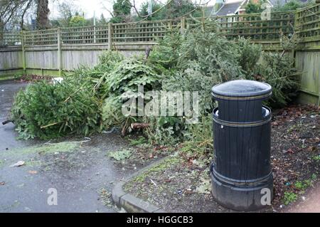 Ascot, Berkshire, Royaume-Uni. 9 janvier, 2017. Les arbres de Noël en attente de collecte pour recyclage par Windsor Conseil. © Andrew Spiers/Alamy Live News Banque D'Images