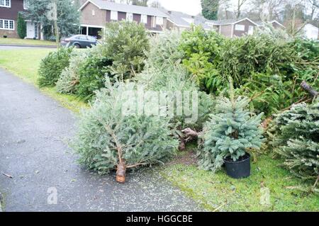 Ascot, Berkshire, Royaume-Uni. 9 janvier, 2017. Les arbres de Noël en attente de collecte pour recyclage par Windsor Conseil. © Andrew Spiers/Alamy Live News Banque D'Images