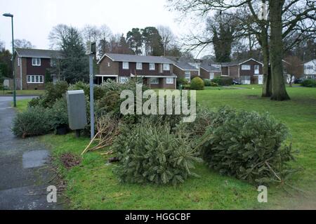 Ascot, Berkshire, Royaume-Uni. 9 janvier, 2017. Les arbres de Noël en attente de collecte pour recyclage par Windsor Conseil. © Andrew Spiers/Alamy Live News Banque D'Images