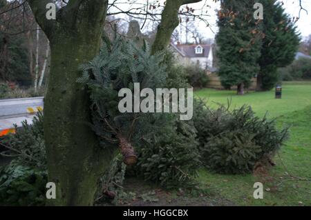 Ascot, Berkshire, Royaume-Uni. 9 janvier, 2017. Les arbres de Noël en attente de collecte pour recyclage par Windsor Conseil. © Andrew Spiers/Alamy Live News Banque D'Images