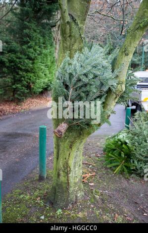 Ascot, Berkshire, Royaume-Uni. 9 janvier, 2017. Les arbres de Noël en attente de collecte pour recyclage par Windsor Conseil. © Andrew Spiers/Alamy Live News Banque D'Images