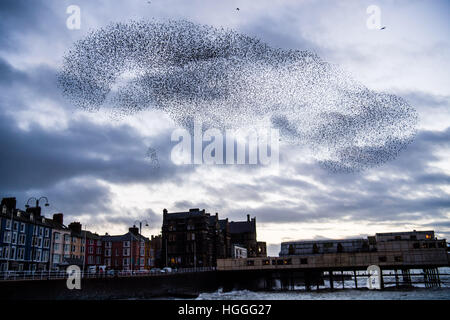 Pays de Galles Aberystwyth UK, le lundi 09 janvier 2017 UK Weather : UK : météo froide et venteuse sur l'après-midi de janvier, les gens se rassemblent pour regarder sur comme les milliers de petits étourneaux reviennent de leurs aires d'alimentation de jour et effectuer l'urmurations "complexe" dans le ciel au-dessus de la ville avant de descendre à une nuit de repos pour la sécurité et la chaleur sous l'Aberystwyth station victorienne pier sur la côte ouest du pays de Galles de la Baie de Cardigan, UK Crédit : Keith morris/Alamy Live News Banque D'Images