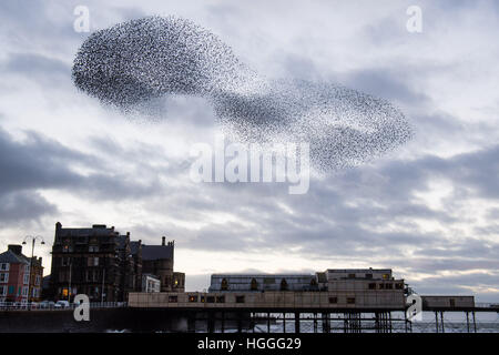 Pays de Galles Aberystwyth UK, le lundi 09 janvier 2017 UK Weather : UK : météo froide et venteuse sur l'après-midi de janvier, les gens se rassemblent pour regarder sur comme les milliers de petits étourneaux reviennent de leurs aires d'alimentation de jour et effectuer l'urmurations "complexe" dans le ciel au-dessus de la ville avant de descendre à une nuit de repos pour la sécurité et la chaleur sous l'Aberystwyth station victorienne pier sur la côte ouest du pays de Galles de la Baie de Cardigan, UK Crédit : Keith morris/Alamy Live News Banque D'Images