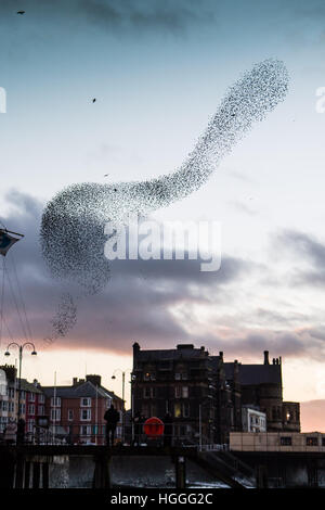 Pays de Galles Aberystwyth UK, le lundi 09 janvier 2017 UK Weather : UK : météo froide et venteuse sur l'après-midi de janvier, les gens se rassemblent pour regarder sur comme les milliers de petits étourneaux reviennent de leurs aires d'alimentation de jour et effectuer l'urmurations "complexe" dans le ciel au-dessus de la ville avant de descendre à une nuit de repos pour la sécurité et la chaleur sous l'Aberystwyth station victorienne pier sur la côte ouest du pays de Galles de la Baie de Cardigan, UK Crédit : Keith morris/Alamy Live News Banque D'Images