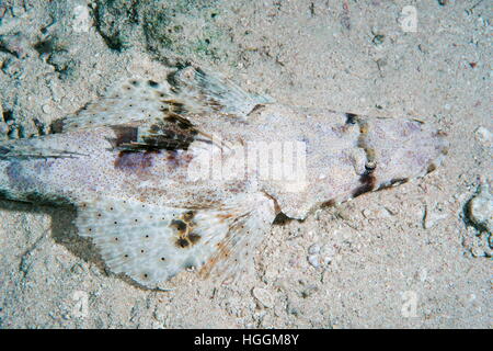 Mer Rouge, Egypte. Nov 6, 2016. Flathead Tentacled ou « poissons crocodiles » (Papilloculiceps longiceps), mer Rouge, Sharm El Sheikh, Sinaï, Egypte © Andrey Nekrasov/ZUMA/ZUMAPRESS.com/Alamy fil Live News Banque D'Images