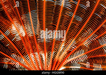 Mer Rouge, Egypte. Nov 6, 2016. Feather Star ou brun et blanc crinoïde (Lamprometra palmata) Mer Rouge, Sharm El Sheikh, Sinaï, Egypte © Andrey Nekrasov/ZUMA/ZUMAPRESS.com/Alamy fil Live News Banque D'Images