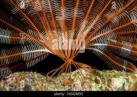 Mer Rouge, Egypte. Nov 6, 2016. Feather Star ou brun et blanc crinoïde (Lamprometra palmata) Mer Rouge, Sharm El Sheikh, Sinaï, Egypte © Andrey Nekrasov/ZUMA/ZUMAPRESS.com/Alamy fil Live News Banque D'Images