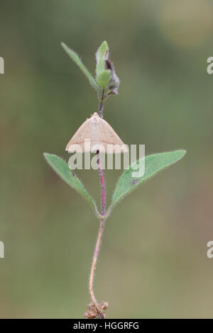 Brown Silver-line (Petrophora chlorosata), une espèce de la commune, perchée sur une plante à Wareham, Dorset, UK Forêt Banque D'Images