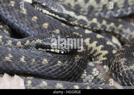 Close-up du groupe d'homme politique européenne Adder (Vipera berus), sur une lande de Norfolk Banque D'Images