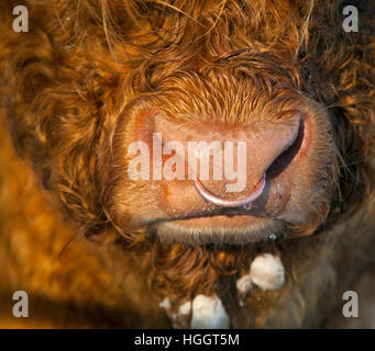 Highland cattle Bos taurus au pâturage en prairie au Claj Norfolk dans la neige Banque D'Images