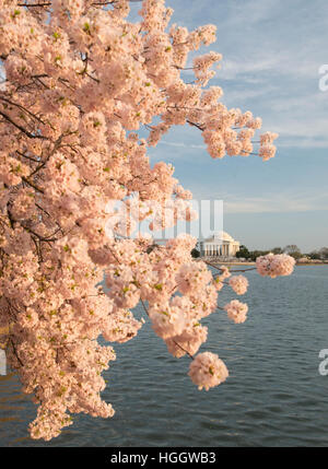 Le Thomas Jefferson Memorial est encadrée par les fleurs de cerisier au coucher du soleil. Banque D'Images