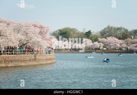 Les touristes monter dans des bateaux pendant le pic de la floraison des cerisiers n le Tidal Basin de Washington, D.C.. Banque D'Images