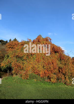 Des pleurs sous forme d'un hêtre commun (Fagus sylvatica 'Pendula' ) en automne, UK Banque D'Images