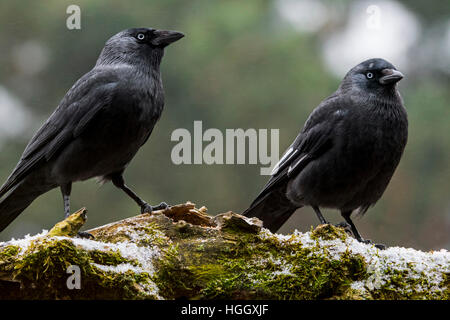 Leucistic Western jackdaw montrant blanc plumes des ailes en raison d'leucism partielle et choucas normale (Corvus monedula) Banque D'Images