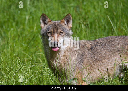 Portrait de loup gris solitaire / loup gris (Canis lupus) dans le pré en été Banque D'Images