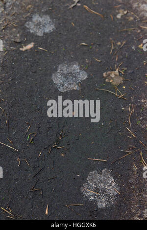 Close up de loup gris / grey wolf (Canis lupus) traces de pas dans la boue Banque D'Images