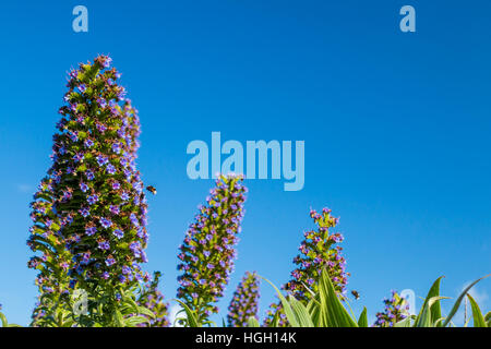 Tree echium Echium piniana, bourdons se nourrissent sur les fleurs ona journée ensoleillée, Isles of Scilly Banque D'Images