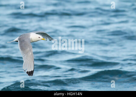 La mouette tridactyle (Rissa tridactyla), un adulte vole au-dessus de l'eau, Îles Scilly, Juillet Banque D'Images