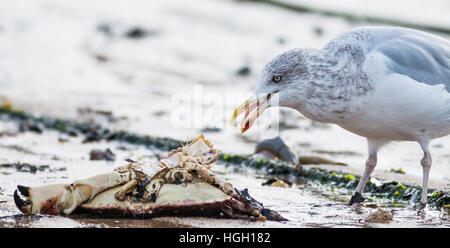 Goéland argenté Larus argentatus, juvénile se nourrit de crabes échoués, St Mary, Îles Scilly, octobre Banque D'Images